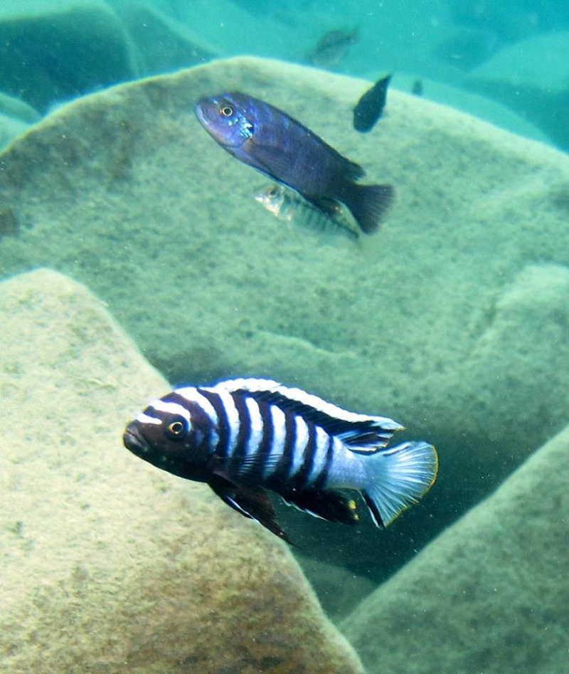 Cynotilapia zebroides 'Thumbi West Island'